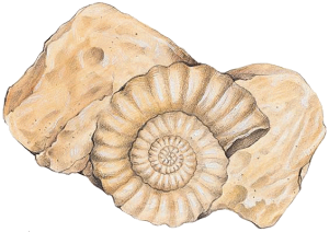 1000760-ammonite